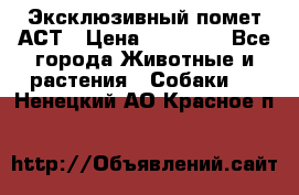 Эксклюзивный помет АСТ › Цена ­ 30 000 - Все города Животные и растения » Собаки   . Ненецкий АО,Красное п.